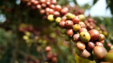 Cherry coffee in coffee farm Stock Footage 109059595