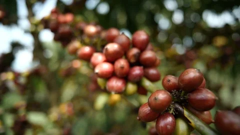 Cherry coffee in coffee farm Video stock 109059621