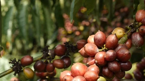 Cherry coffee in coffee farm Stock Footage 109059646