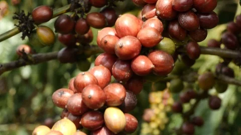 Cherry coffee in coffee farm Video stock 109059693
