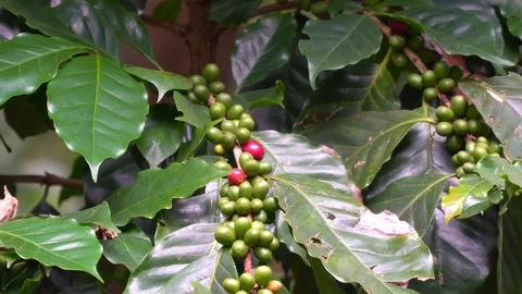 Cherry coffee on coffee tree at coffee farm 库存影片 122208747