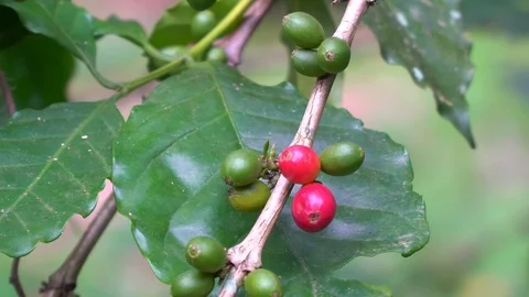 Cherry coffee on coffee tree at coffee farm 스톡 동영상 122999433