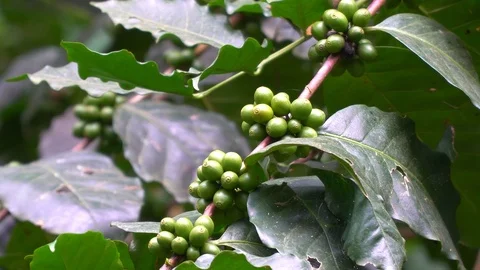 Cherry coffee on coffee tree at coffee farm Stock Footage 122999597