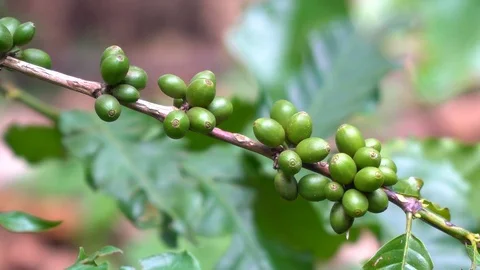 Cherry coffee on coffee tree at coffee farm Stock Footage 123988070