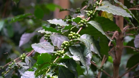 Cherry coffee on coffee tree at coffee farm Stock Footage 123988072