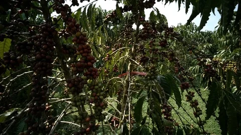 Cherry coffee Stock Footage 109059526