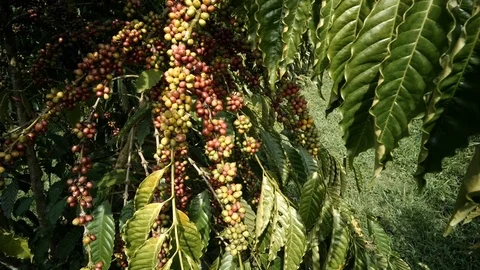 Cherry coffee Video stock 109059547