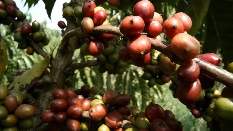 Cherry coffee Video stock 109059548