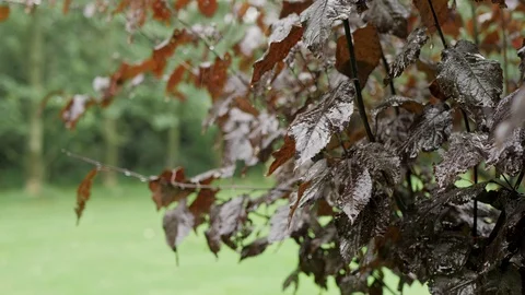 Cherry coloured leaves gently moving as the rain comes down Video stock 117417028