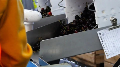 Cherry conveyor belt Stock Footage 34420689