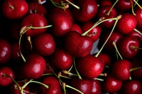 Cherry in the dew Stock Photos