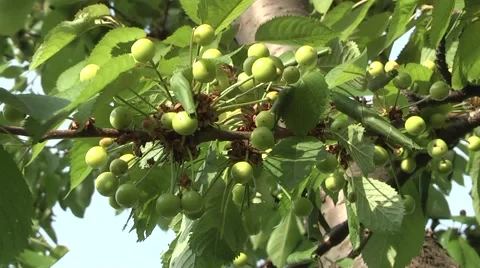Cherry did not mature Stock Footage 5695646