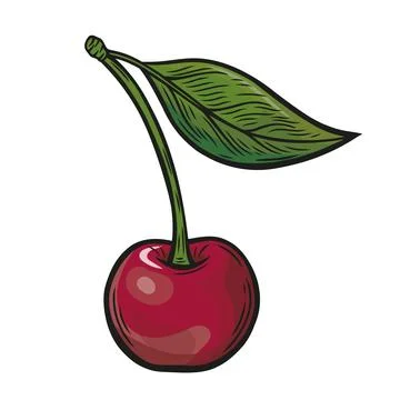 Cherry drawing in an engraving style Stock Illustration
