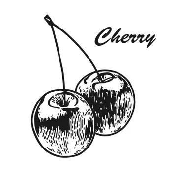 Cherry engraved sketch Stock Illustration
