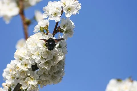 Cherry flower and bee background during the spring in Jerte valley Stock Photos
