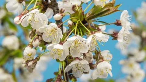 Cherry flower blooming fast towards blue sky, growing time lapse Stock Footage 307700940