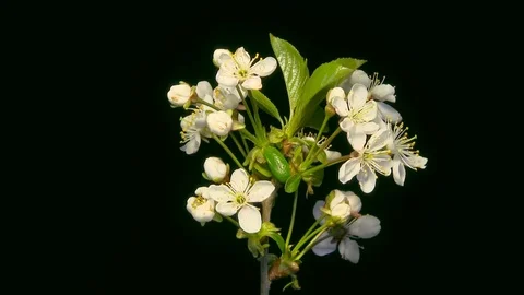 Cherry flower blossoming Stock Footage 76836778