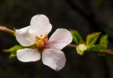 Cherry flower on a branch Stock Photos
