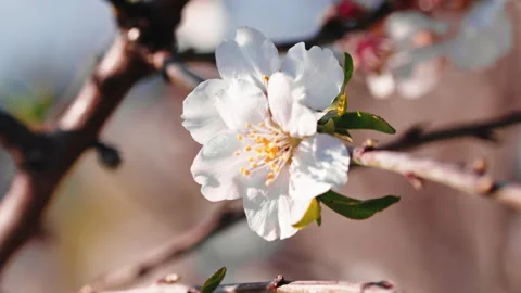 Cherry Flower on branch tree Stock Footage 233154322