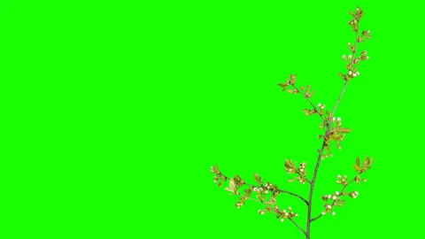 Cherry flower buds green screen, FULL HD. (Prunus subgen. Cerasus), timelapse Stock Footage 121079860