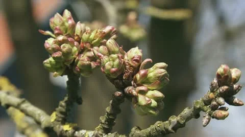 Cherry flower buds old fruit tree branch 01i Stock Footage 10877936