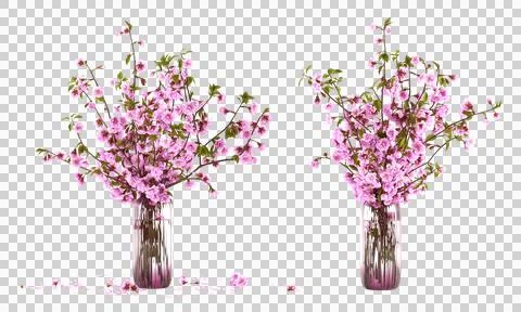 Cherry flower clipping path isolated cherry flower cheery flower in a jar cherry Stock Photos