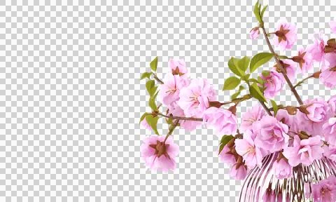 Cherry flower clipping path isolated cherry flower cheery flower in a jar cherry Stock Photos