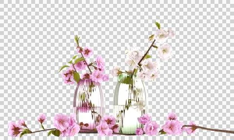 Cherry flower clipping path isolated cherry flower cheery flower in a jar cherry Stock Photos