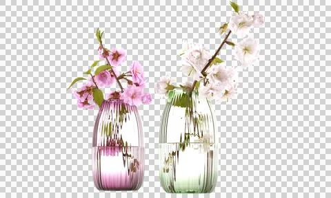 Cherry flower clipping path isolated cherry flower cheery flower in a jar cherry Stock Photos