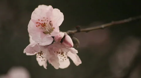 Cherry Flower Video stock 720764