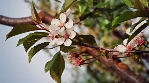 Cherry Flower Stock Footage 7457494
