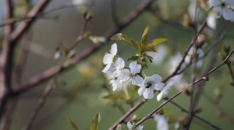 Cherry Flower    Stock-Footage 49842741