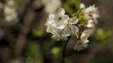 Cherry flower in the garden Stock Footage 50491968