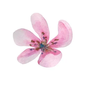 Cherry flower isolated on white background. Flower head. Stock Illustration