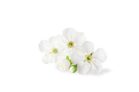 Cherry flower isolated on white background Stock-Fotos