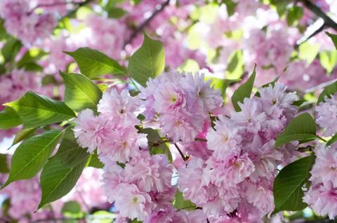 Cherry flower Stock Photos