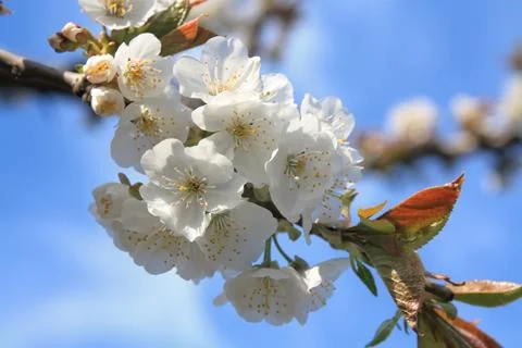 Cherry flower Stock Photos