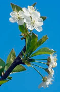 Cherry flower Stock Photos