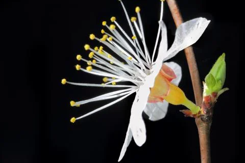 Cherry flower Stock Photos