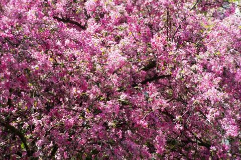 Cherry flower Foto stock