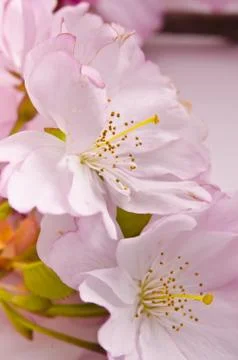 Cherry flower Stock Photos