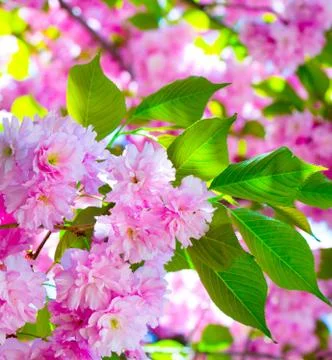 Cherry flower Stock Photos