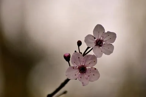 Cherry flower Foto stock