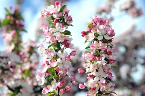 Cherry flower Stock Photos