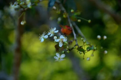 Cherry flower Stock Photos