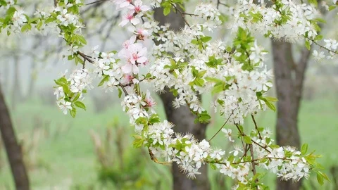 Cherry Flower Pink Tree Blooming In Spring Stock Footage 88474546