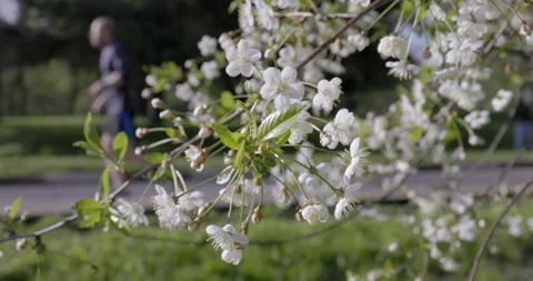 Cherry flower sakura Stock Footage 194389012