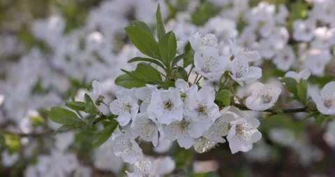 Cherry flower sakura Stockbeeldmateriaal 194389058