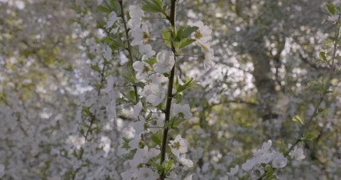Cherry flower sakura Stock Footage 194389199