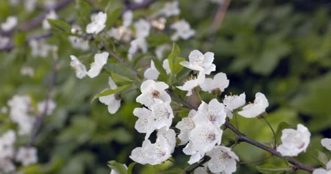 Cherry flower sakura 库存影片 194389246